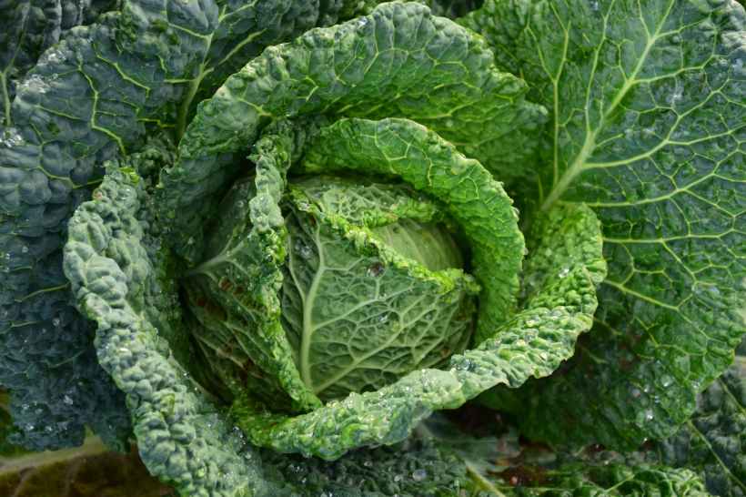 Cabbage Night